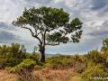 Laurisilva-bos Fanal Forest | Madeira, 10 februari 2022