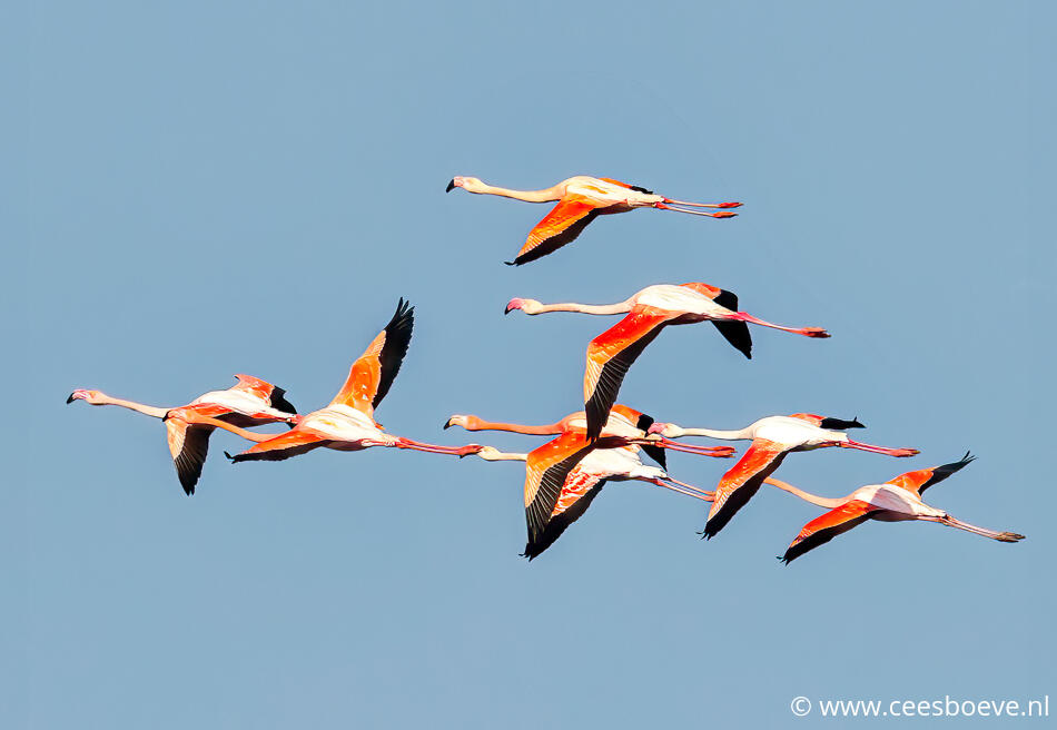 Flamingo's | Zevenhuizerplas, 16 maart 2022