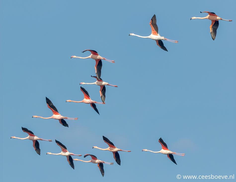 Flamingo's | Zevenhuizerplas, 16 maart 2022