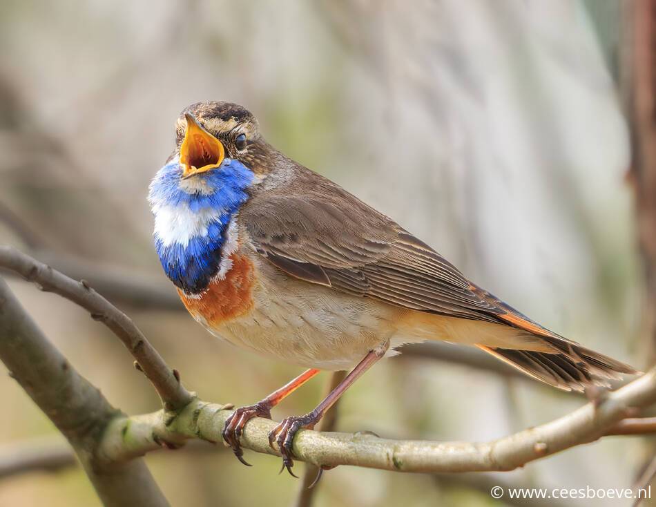 Blauwborst | Zevenhuizerplas, 30 maart 2022
