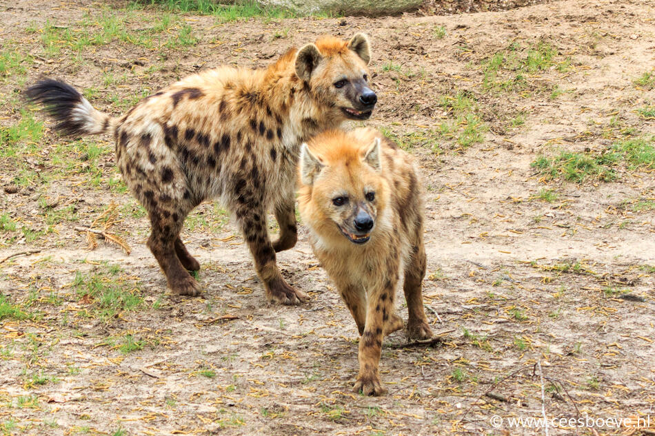 Hyena's | Beeksebergen, 8 april 2022