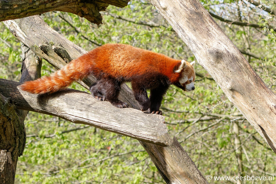Rode panda | Beeksebergen,  9 april 2022