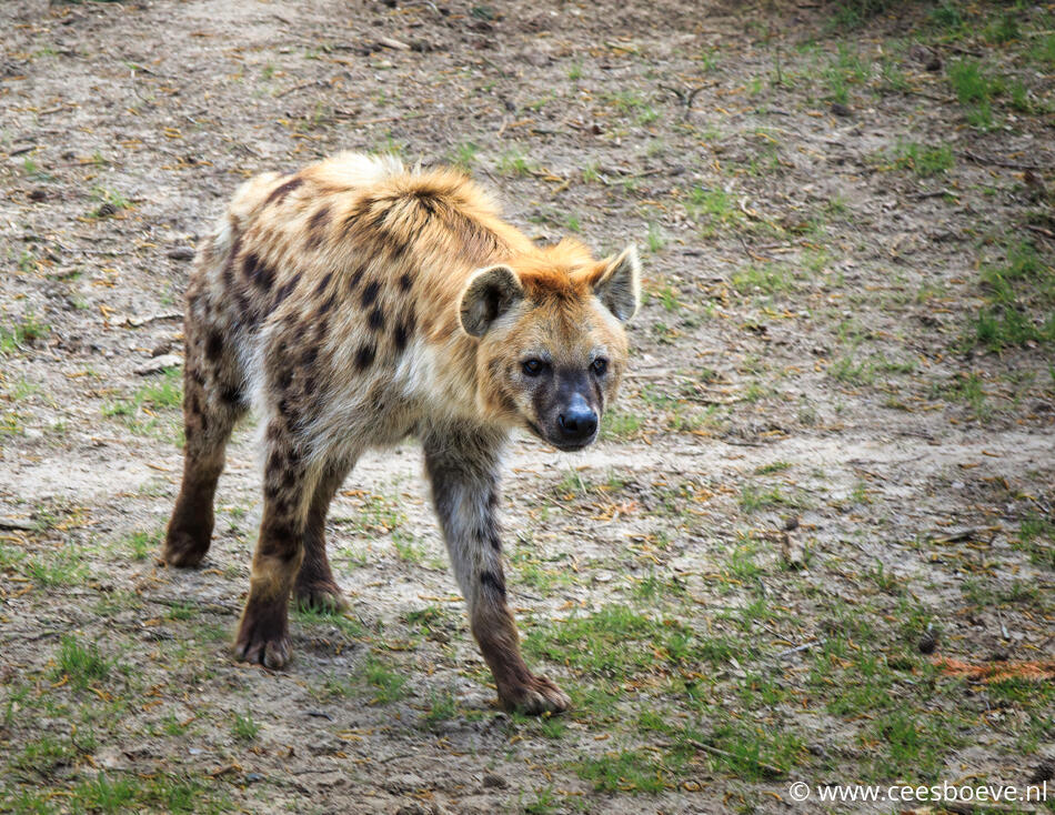 Hyena | Beeksebergen, 10 april 2022