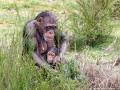 Chimpansee | Beeksebergen, 8 april 2022