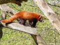 Rode panda | Beeksebergen,  9 april 2022