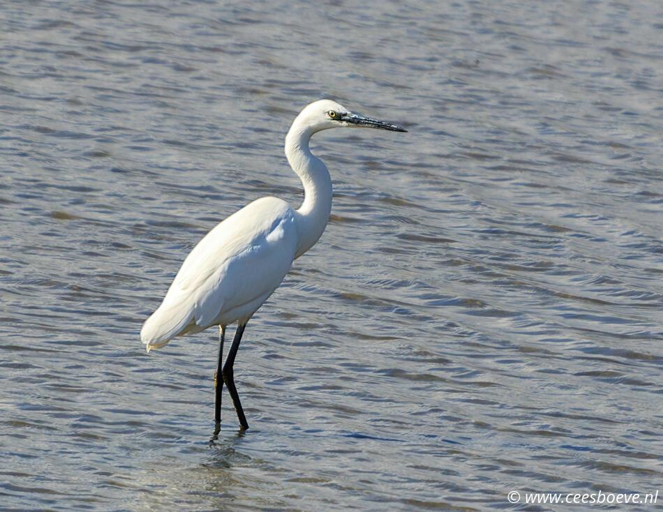 Kleine zilverreiger | Zevenhuizerplas, 20 september 2022
