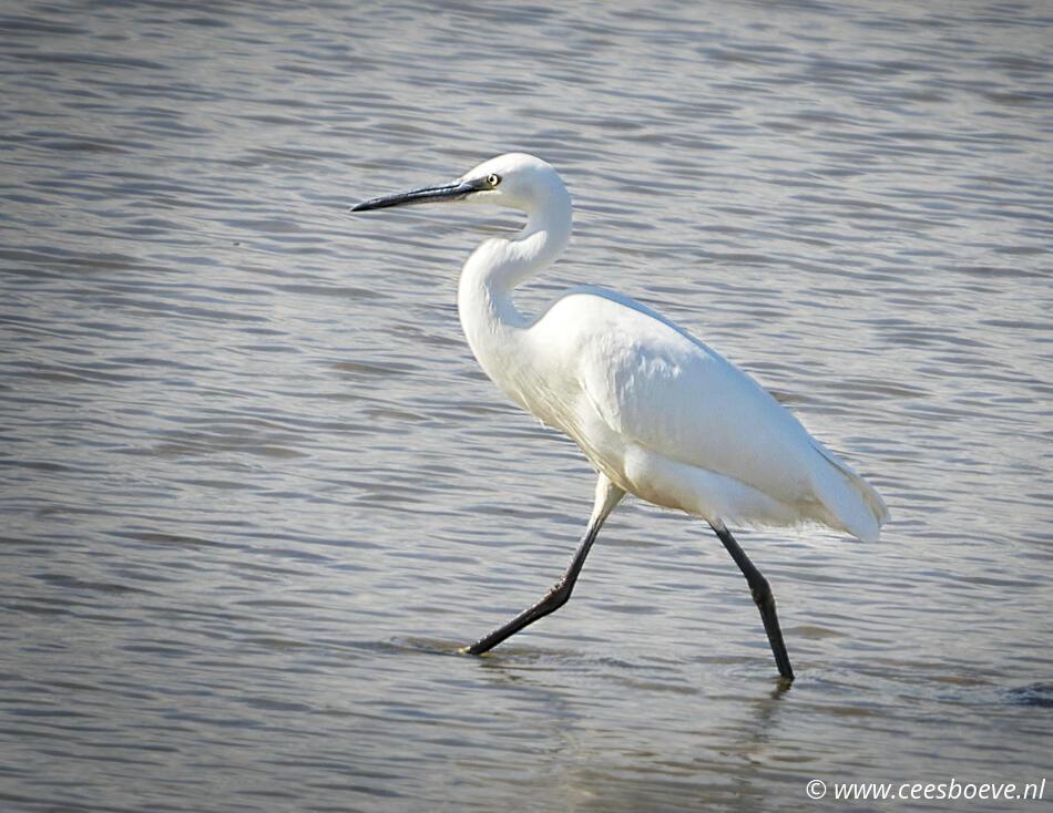 Kleine zilverreiger | Zevenhuizerplas, 20 september 2022