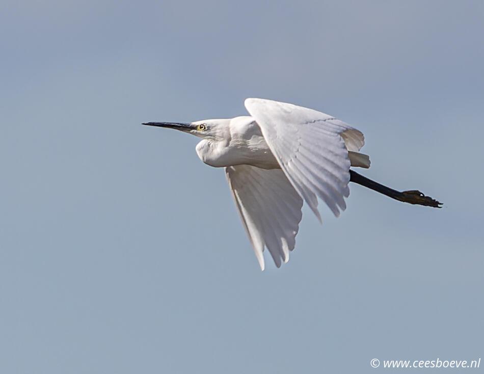 Kleine zilverreiger | Zevenhuizerplas, 20 september 2022