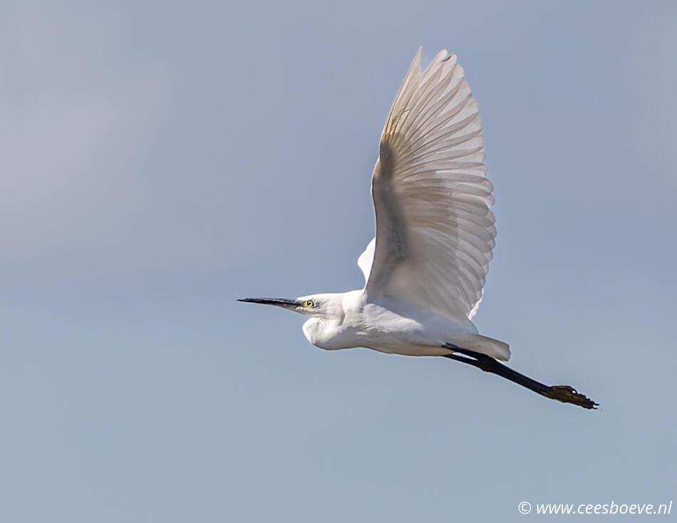 Kleine zilverreiger | Zevenhuizerplas, 20 september 2022