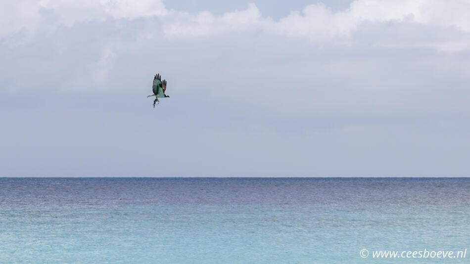 Visarend | Draaibooibaai - Curacau, 24 november 2022
