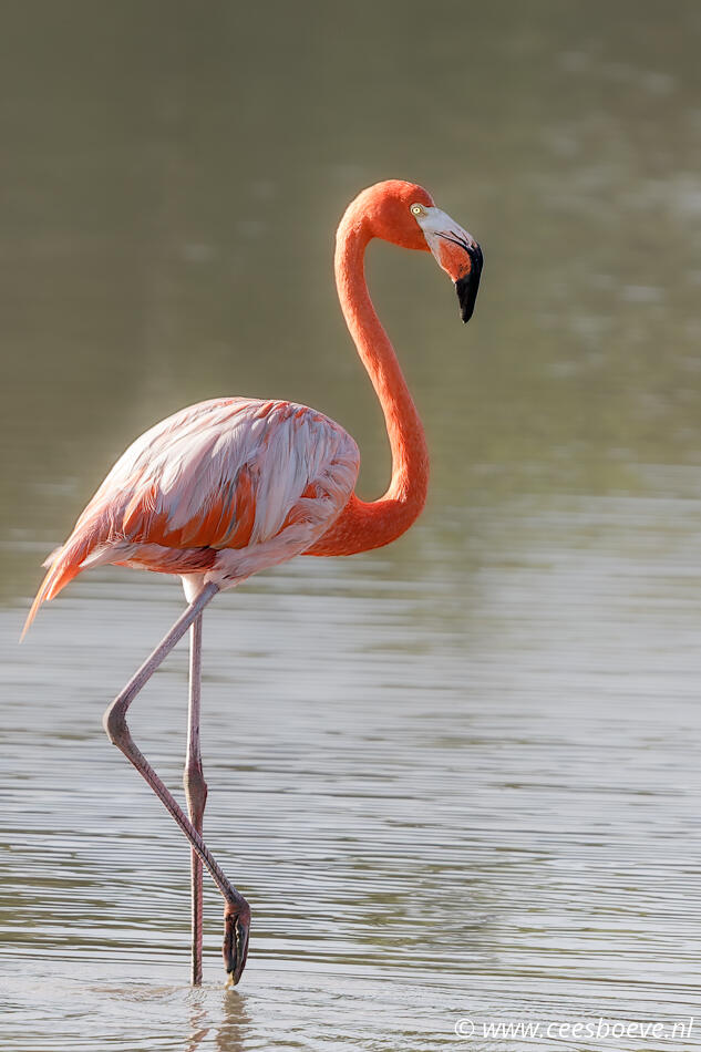 Flamingo's | Zoutpannen-Jan-Kok, Curacau, 1 december 2022