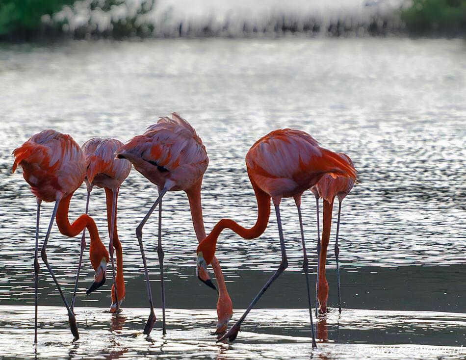 Flamingo's | Zoutpannen-Jan-Kok, Curacau, 1 december 2022