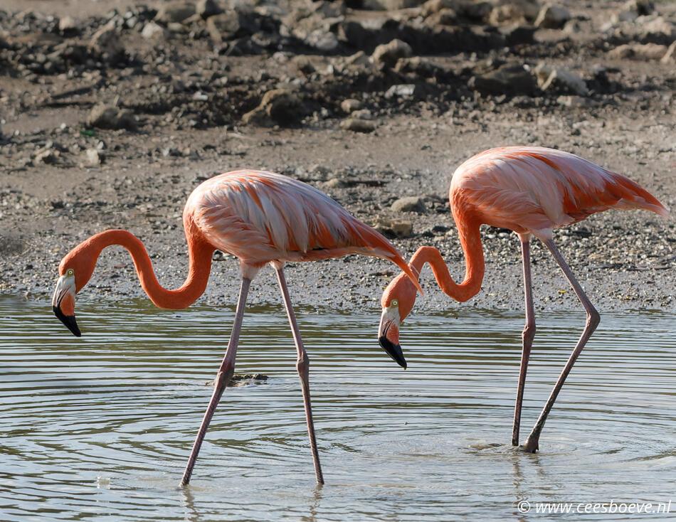 Flamingo's | Zoutpannen-Jan-Kok, Curacau, 1 december 2022