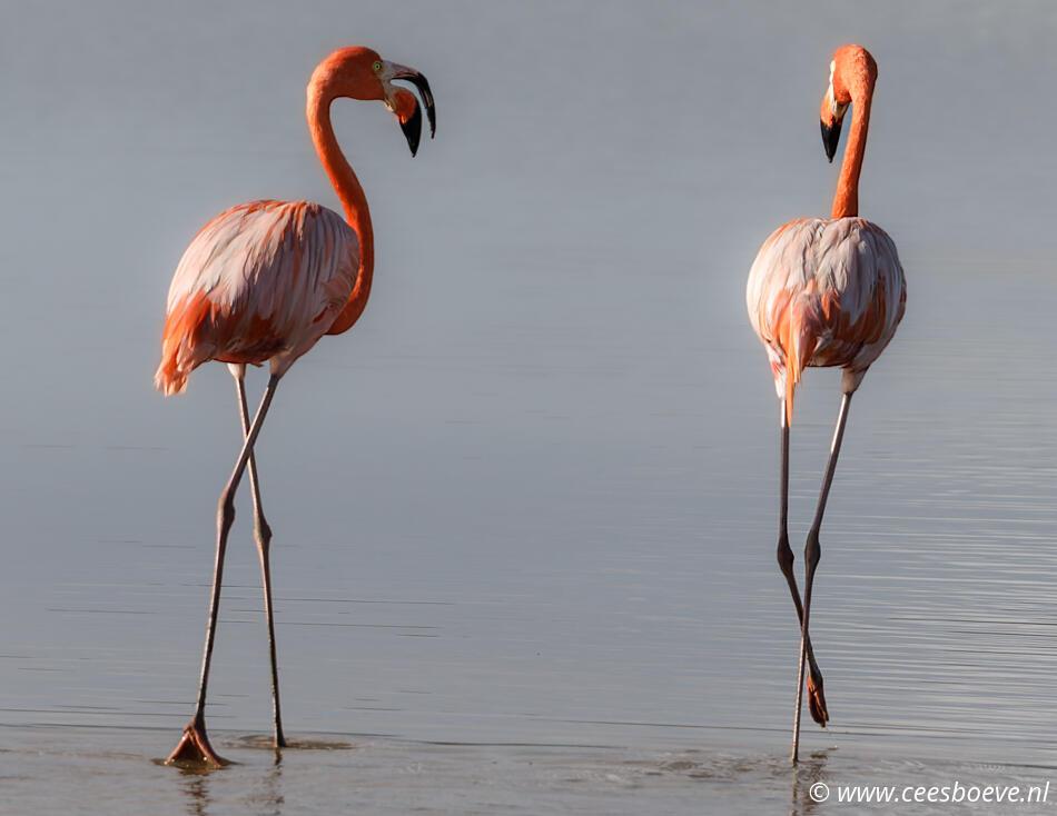 Flamingo's | Zoutpannen-Jan-Kok, Curacau, 1 december 2022