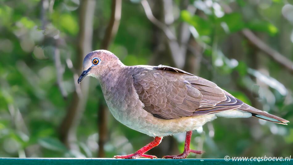 Naaktoogduif | Flamingopark - Curacau, 19 november 2022