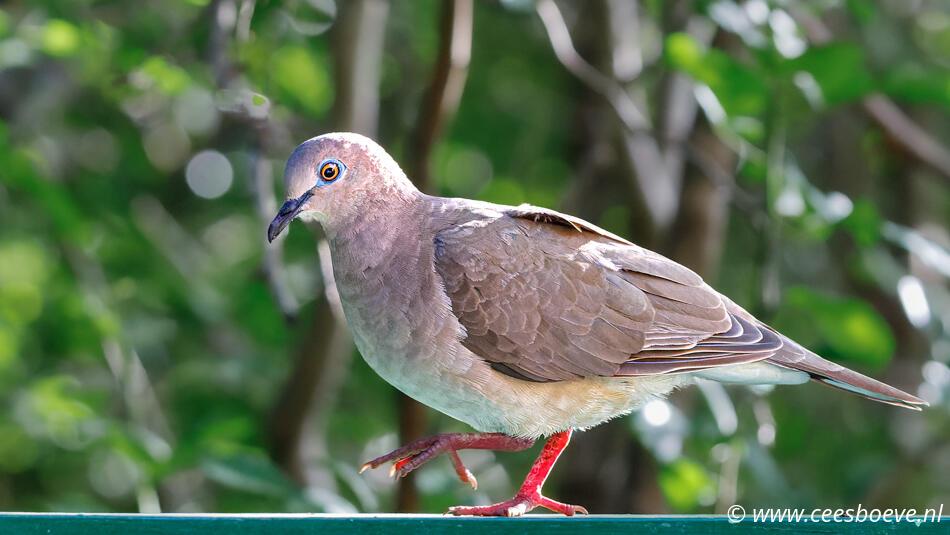 Naaktoogduif | Flamingopark - Curacau, 19 november 2022