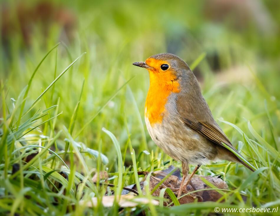 Roodborst | Zevenhuizerplas, 23 januari 2023