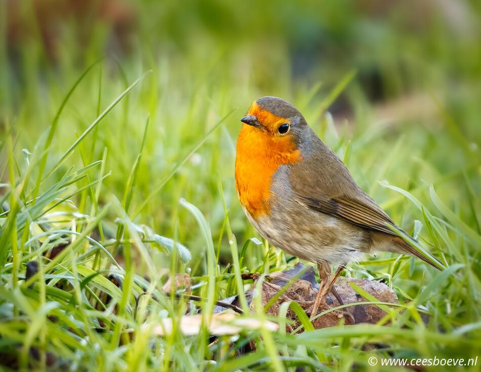 Roodborst | Zevenhuizerplas, 23 januari 2023