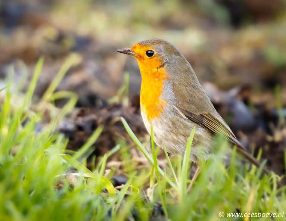 Roodborst | Zevenhuizerplas, 23 januari 2023