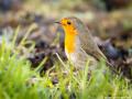 Roodborst | Zevenhuizerplas, 23 januari 2023