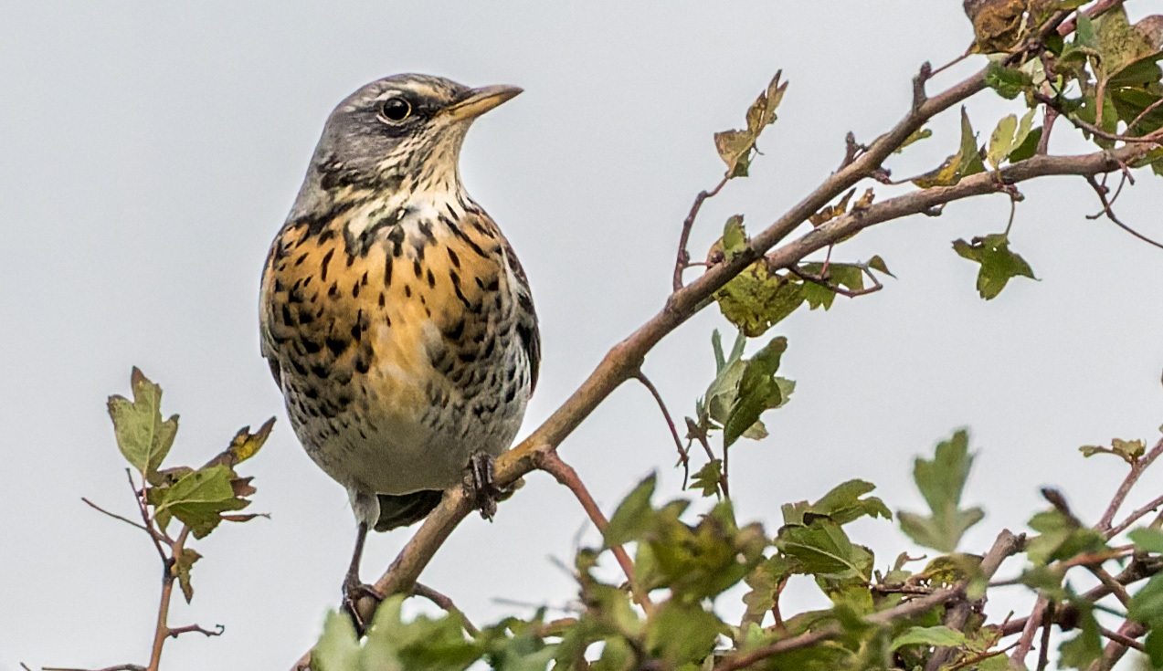 Kramsvogels | Eendrachtspolder, 1 november 2023