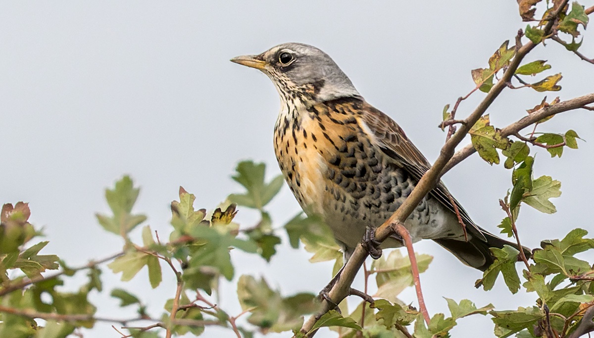 Kramsvogels | Eendrachtspolder, 1 november 2023