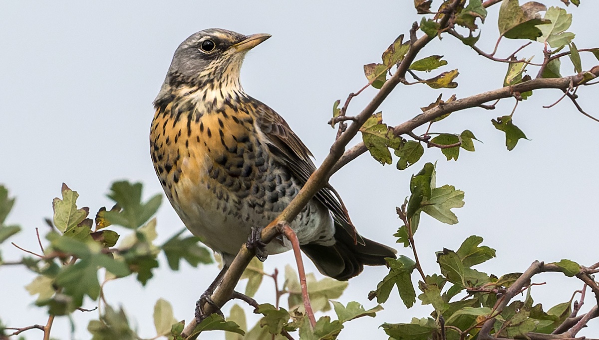 Kramsvogels | Eendrachtspolder, 1 november 2023