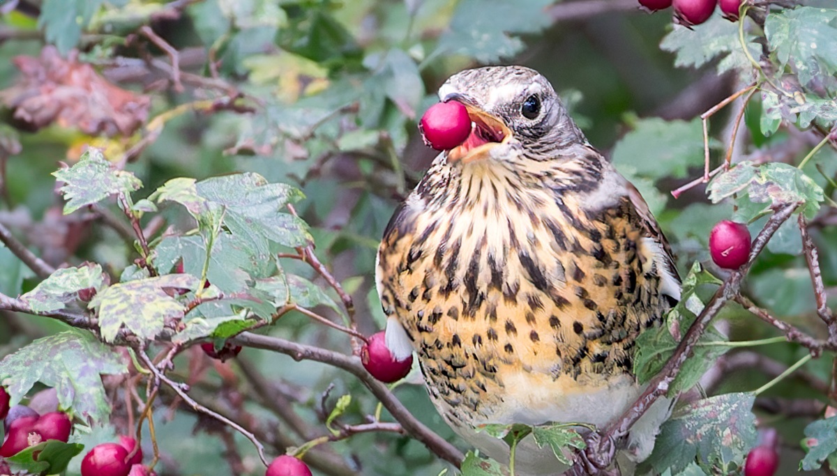 Kramsvogels | Eendrachtspolder, 1 november 2023