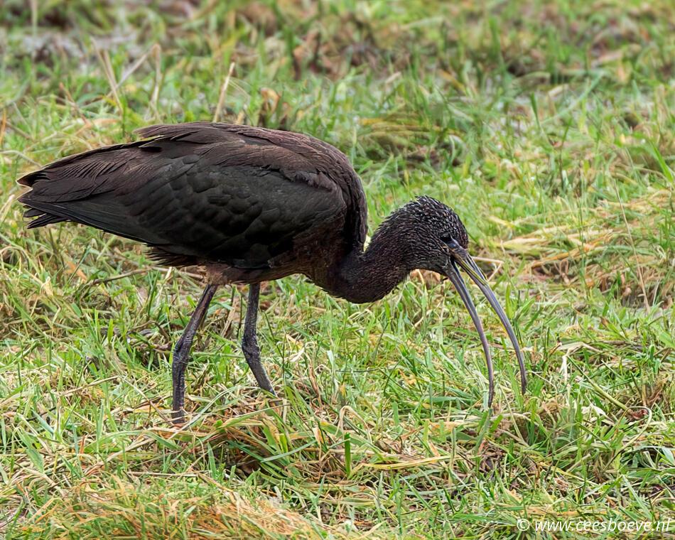 Zwarte Ibis | Eendrachtspolder, 27 december 2023
