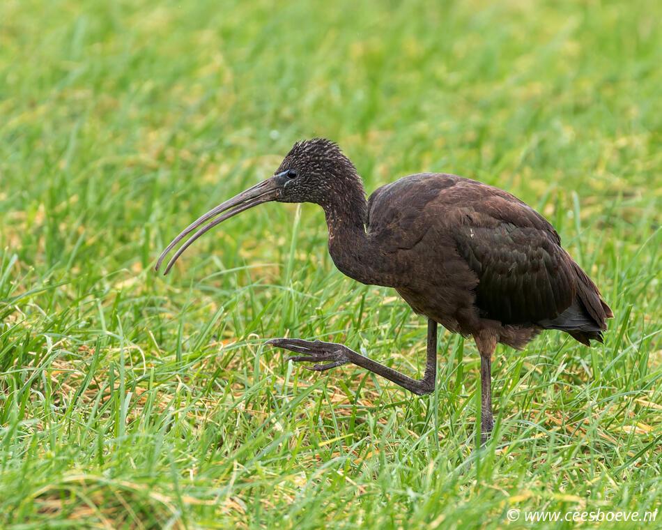 Zwarte Ibis | Eendrachtspolder, 27 december 2023