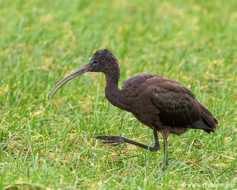 Zwarte Ibis | Eendrachtspolder, 27 december 2023