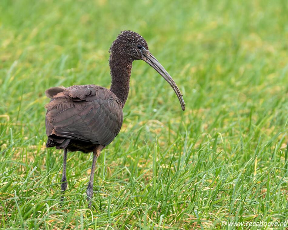 Zwarte Ibis | Eendrachtspolder, 27 december 2023
