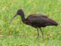 Zwarte Ibis | Eendrachtspolder, 27 december 2023