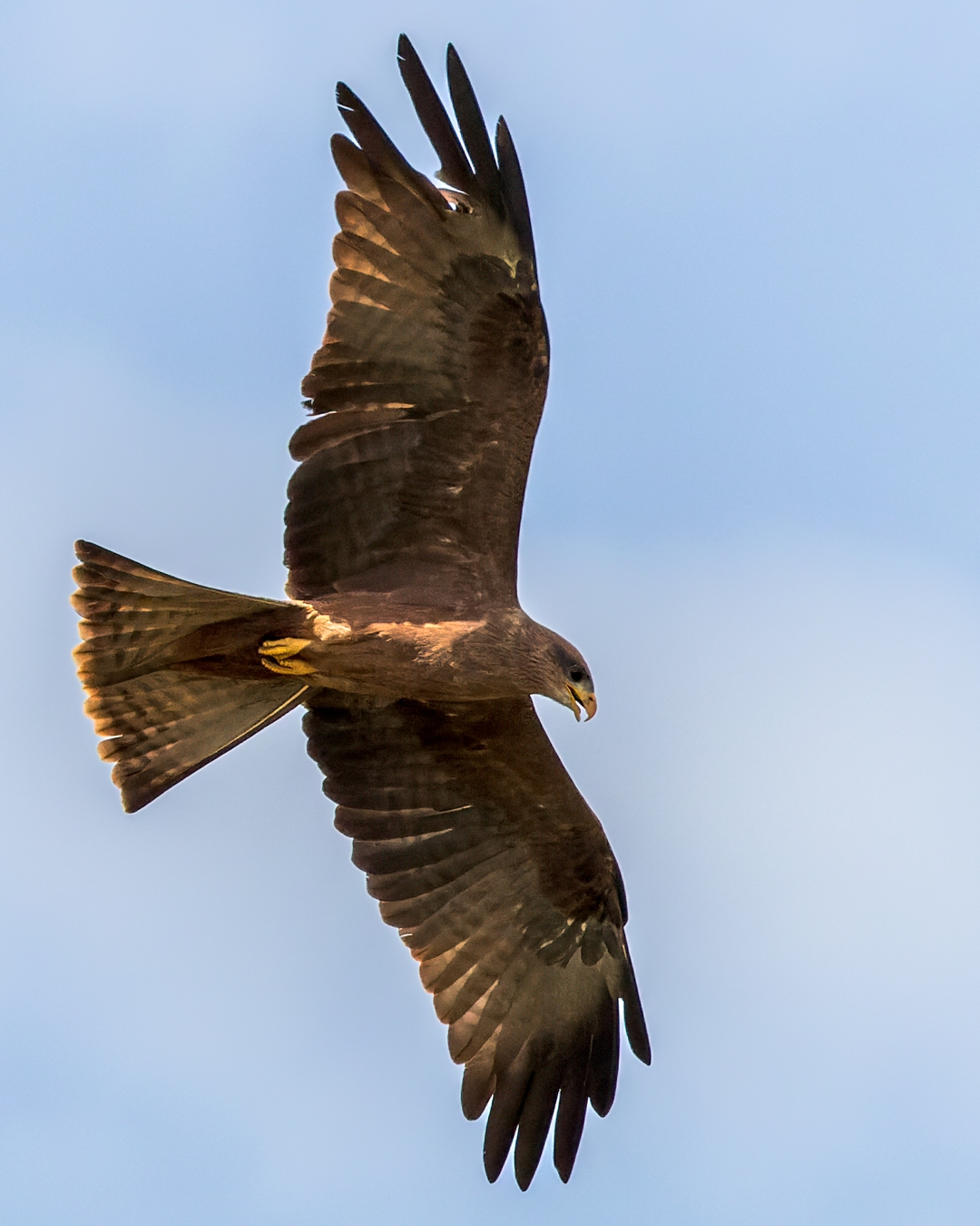 Geelsnavelwouw | Gambia, 17 februari 2024 Geelsnavelwouw | Gambia, 17 februari 2024