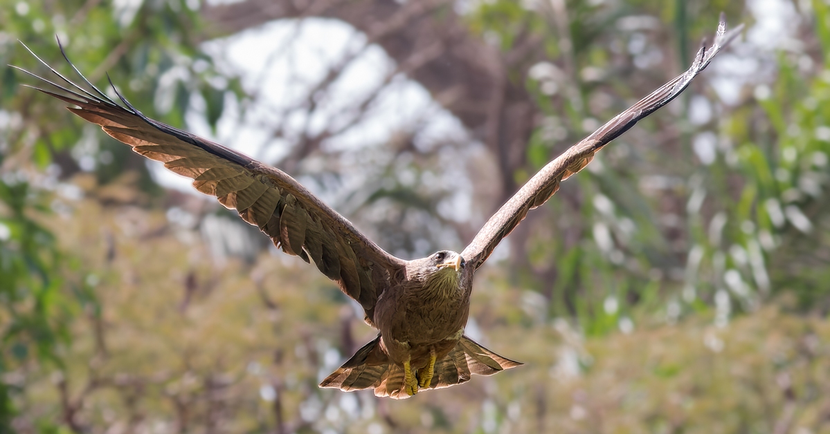 Geelsnavelwouw | Gambia, 17 februari 2024 Geelsnavelwouw | Gambia, 17 februari 2024