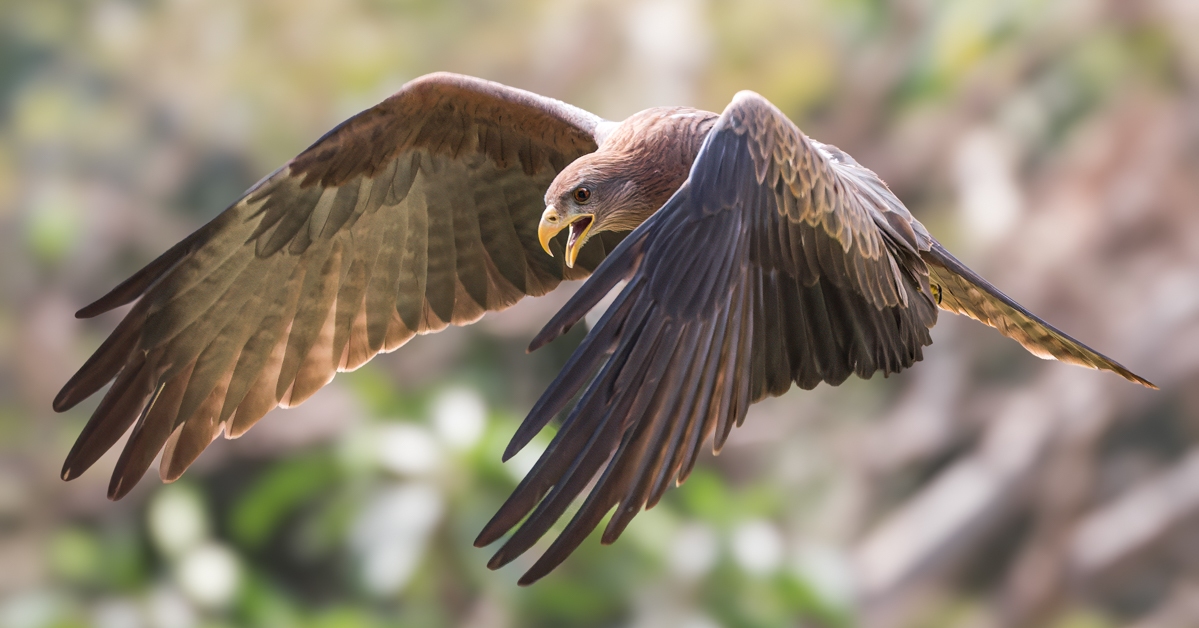 Zwarte Wouw | Gambia, 17 februari 2024 Zwarte Wouw | Gambia, 17 februari 2024