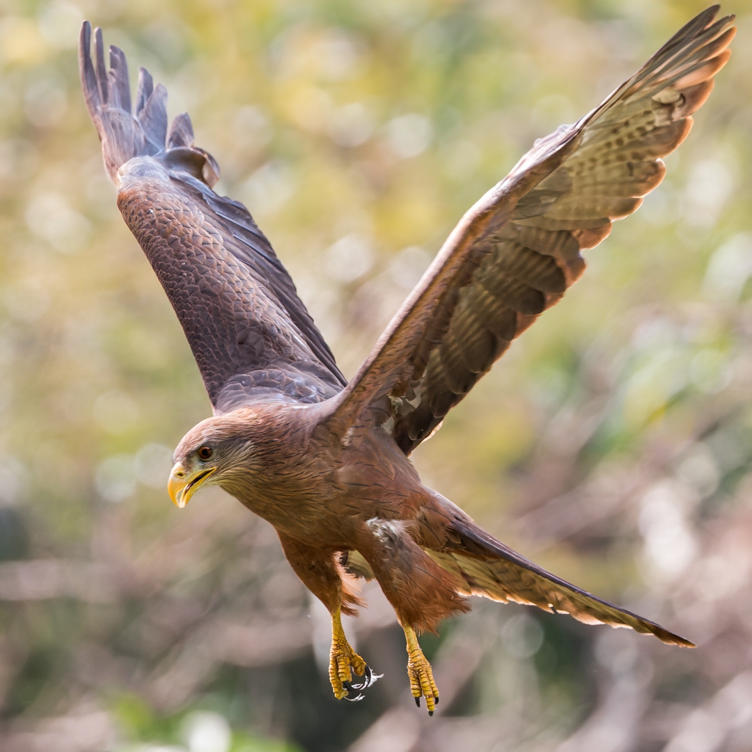 Geelsnavelwouw | Gambia, 17 februari 2024 Geelsnavelwouw | Gambia, 17 februari 2024