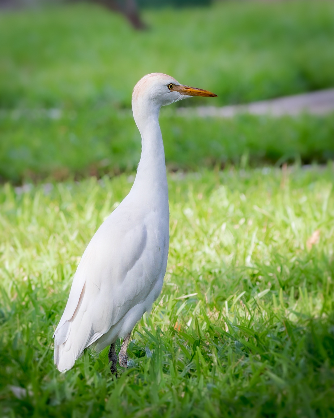 Koereiger | Gambia, 18 februari 2024