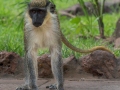 Groene meerkat | Gambia, 17 februari 2024