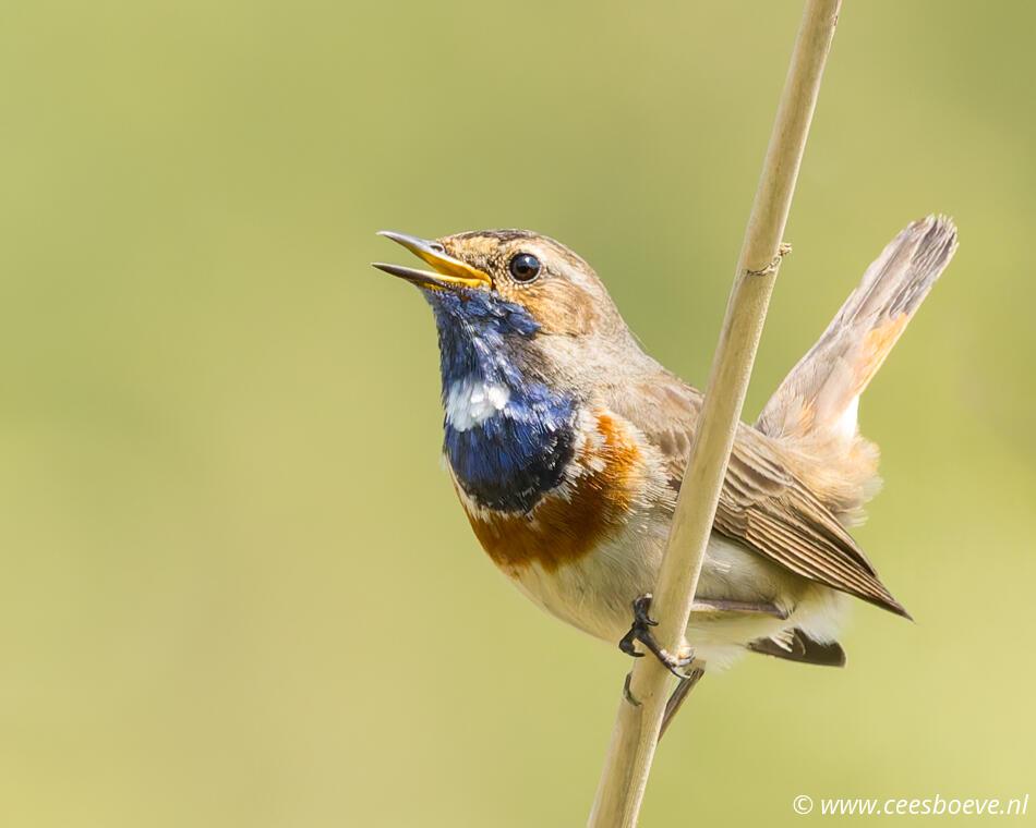 Blauwborst | Zevenhuizerplas, 11 mei 2024