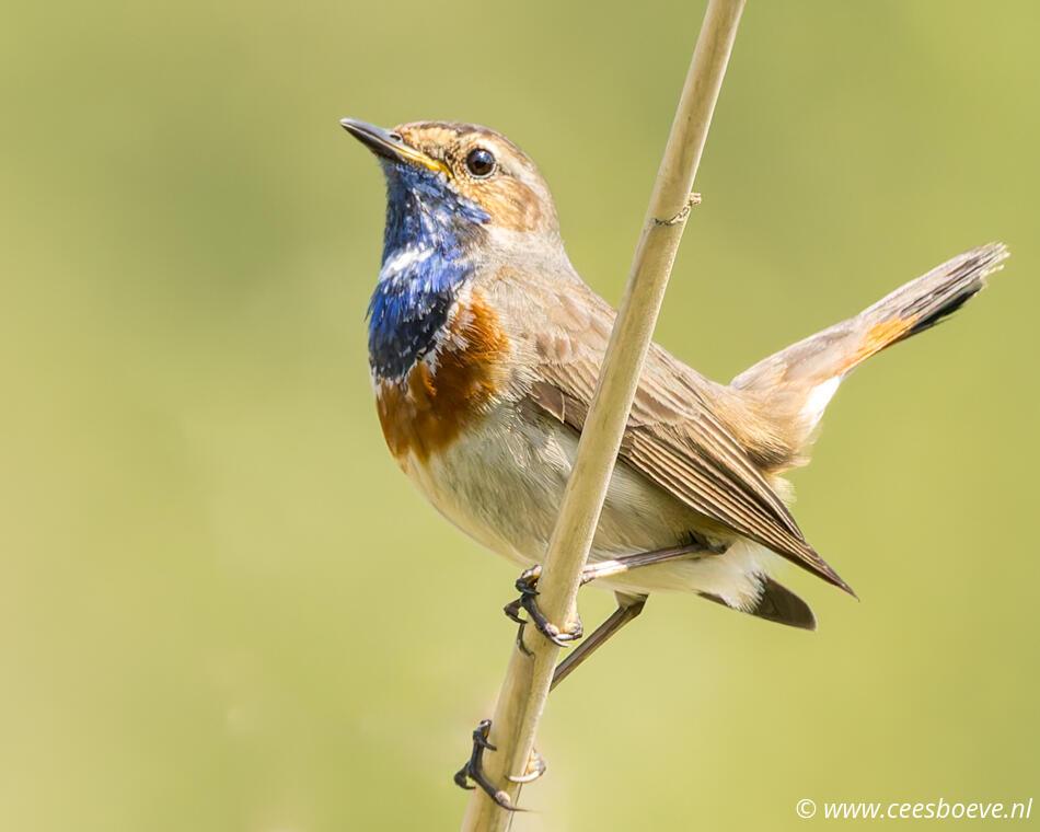 Blauwborst | Zevenhuizerplas, 11 mei 2024