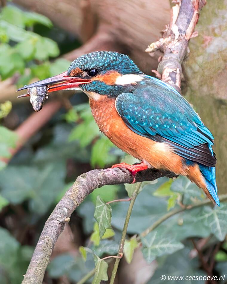 IJsvogels | Schiedam, 26 maart 2024
