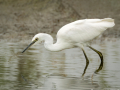 Kleine zilverreiger | Eendrachtspolder, 6 augustus 2024