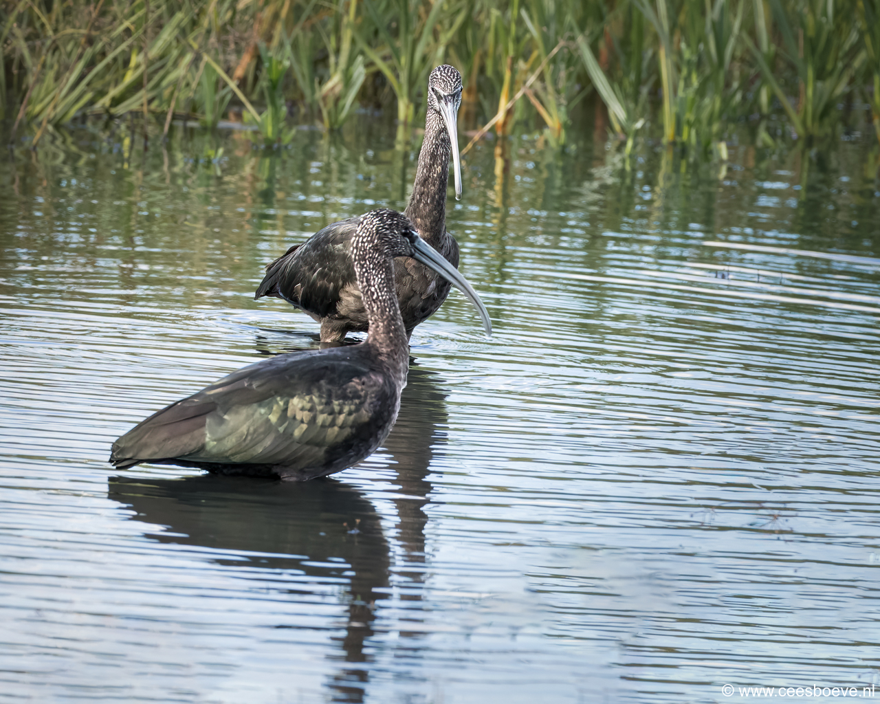 Zwarte Ibis | Zevenhuizerplas, 3 oktober 2024