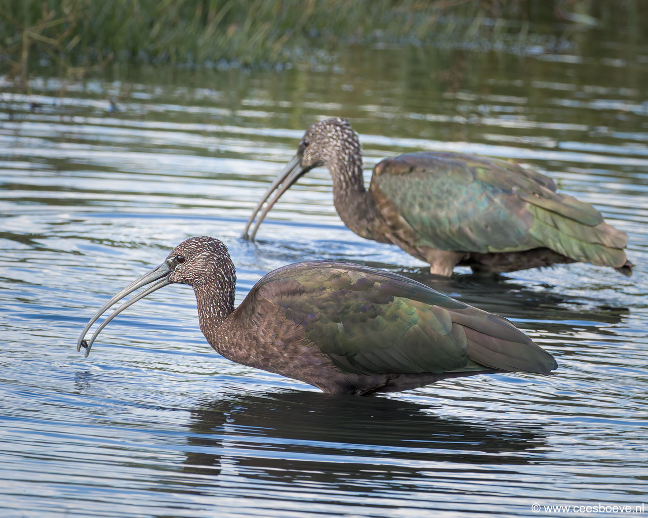 Zwarte Ibis | Zevenhuizerplas, 3 oktober 2024