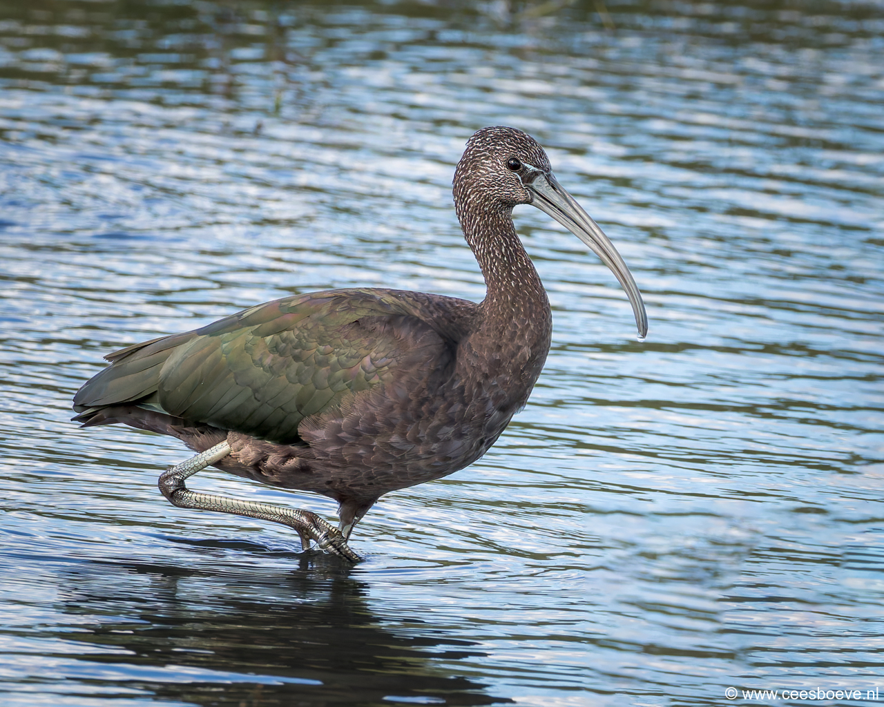 Zwarte Ibis | Zevenhuizerplas, 3 oktober 2024