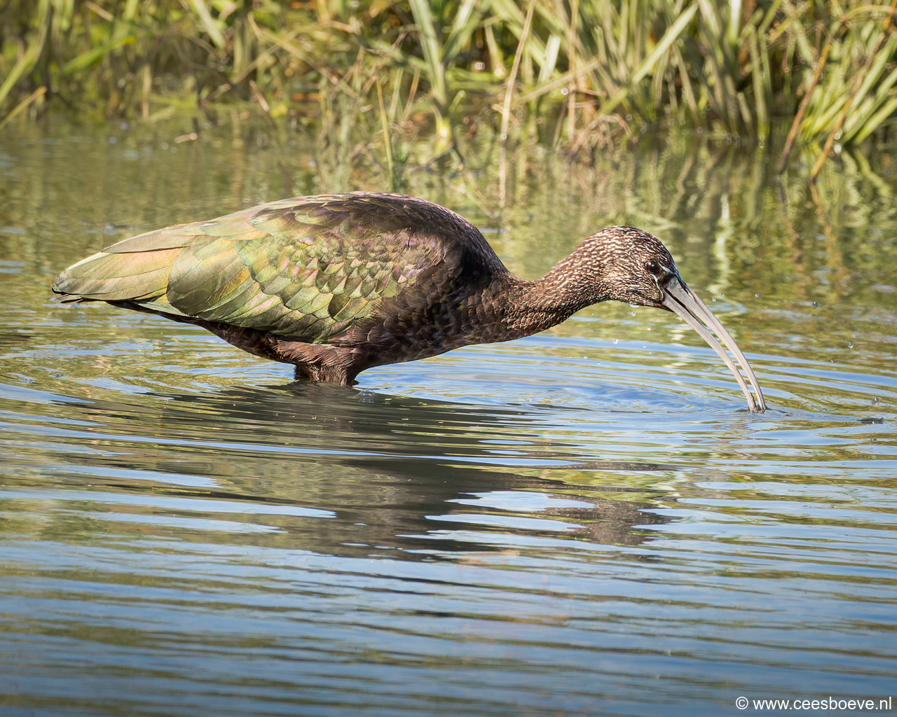 Zwarte Ibis | Zevenhuizerplas, 3 oktober 2024
