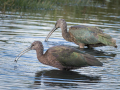 Zwarte Ibis | Zevenhuizerplas, 3 oktober 2024