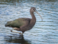 Zwarte Ibis | Zevenhuizerplas, 3 oktober 2024