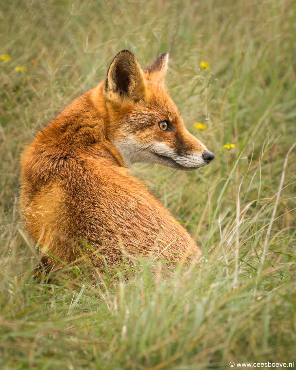 Vos | Amsterdamse Waterleidingduinen, 23 oktober 2024